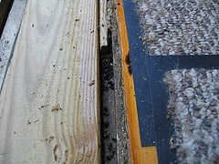 Ants in the House - Borax Ant Killer