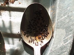 Ants in the Kitchen