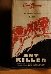 homemade ant killer