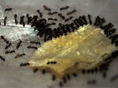 Borax Ant Killer