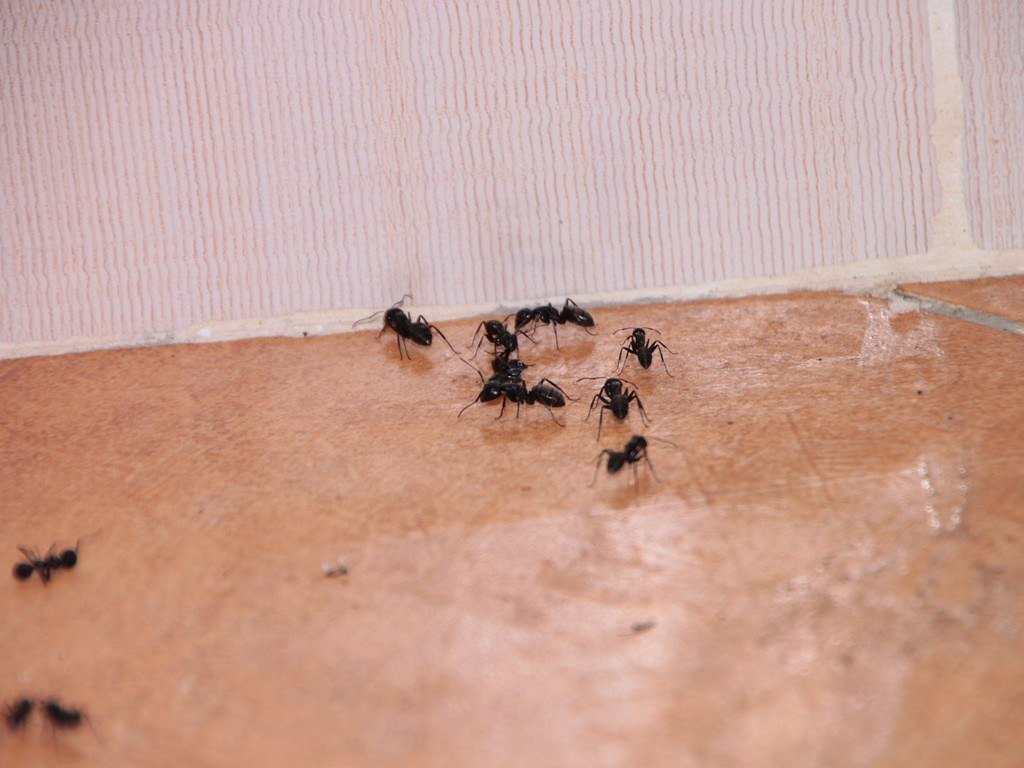 ants in the house