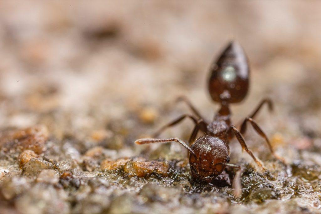 homemade borax ant killer - a definitive guide
