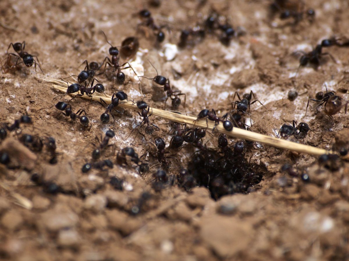 home-remedies-for-getting-rid-of-carpenter-ants