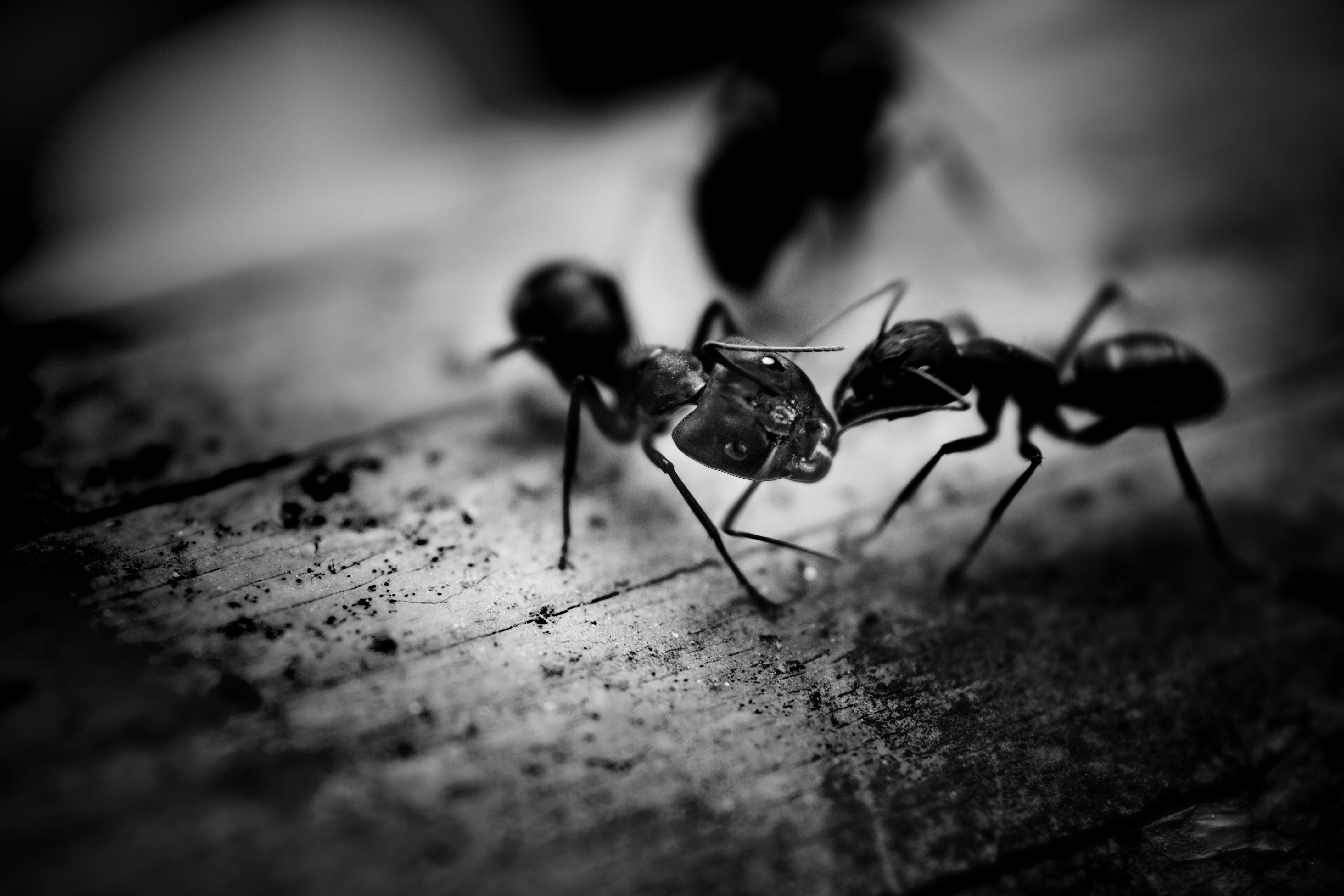Borax Ant Killer - Step-by-Step