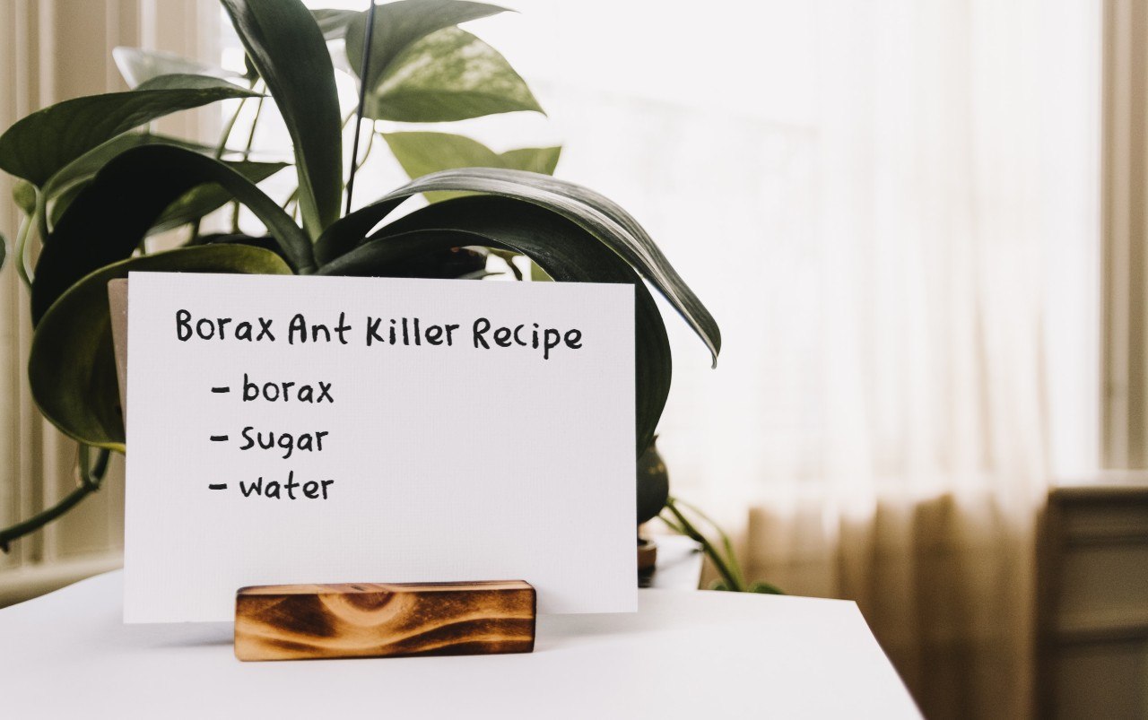 borax ant killer recipe
