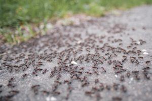 homemade ant killer with borax