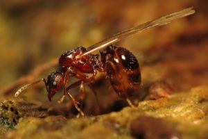 where do queen ants live