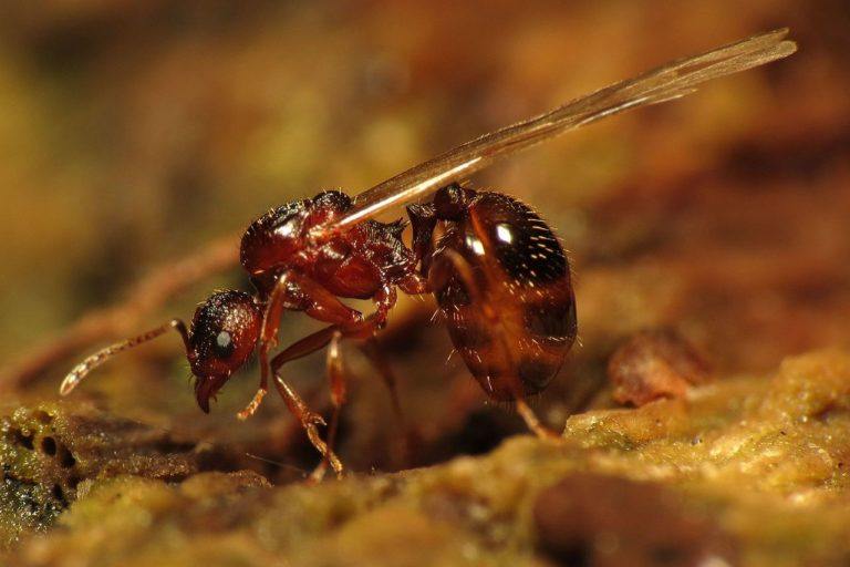 Where Do Queen Ants Live? Borax Ant Killer