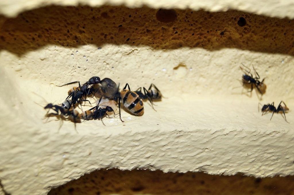What happens when a queen ant dies