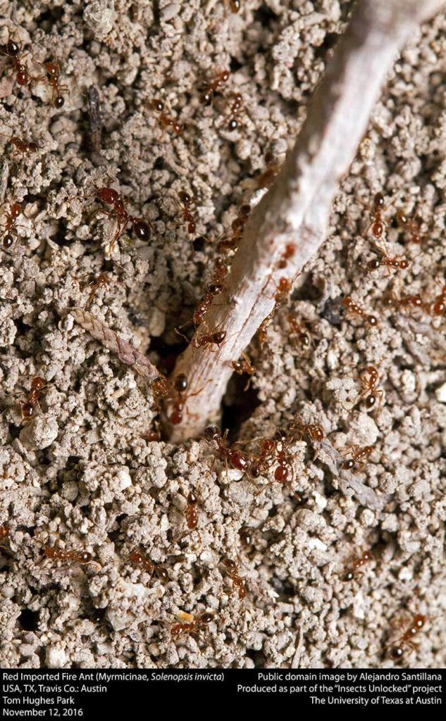facts-about-ants-fire-ants-in-14-states