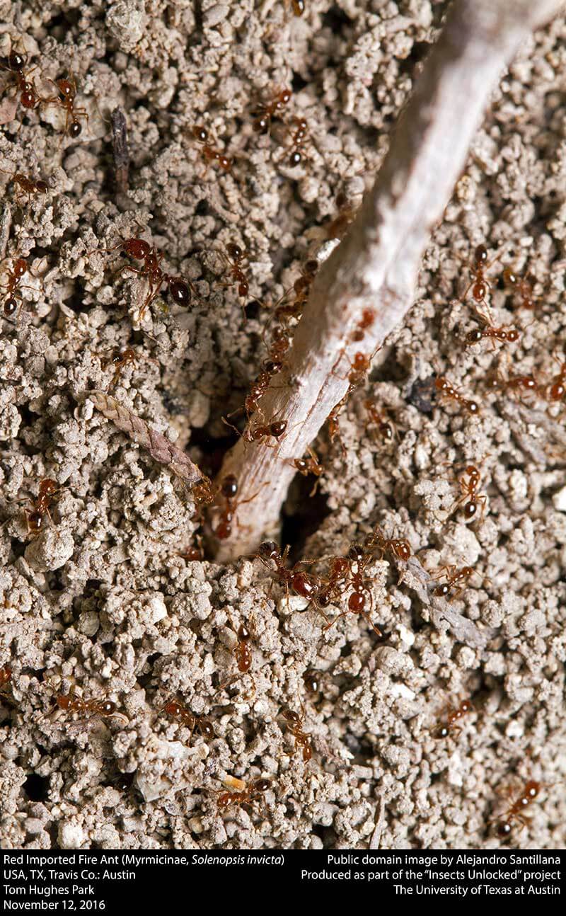 48 Strange and Amazing Stats and Facts About Ants Borax Ant Killer