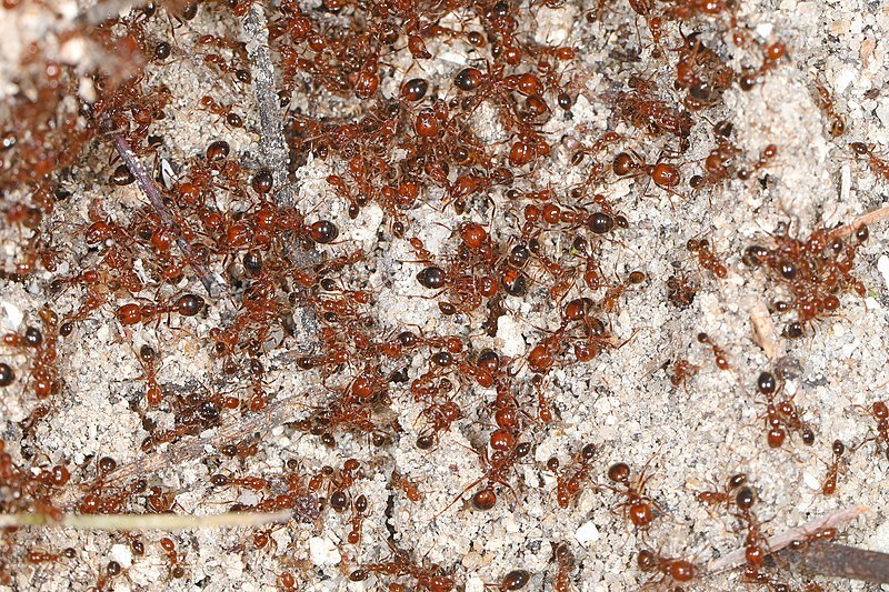 facts-about ants-most-destructive-5-billion