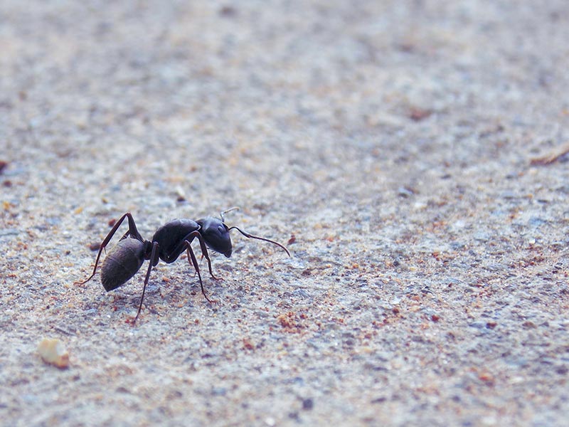 facts-about-ants-wander-300-feet-from-colony